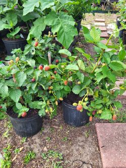 Blackberry plants