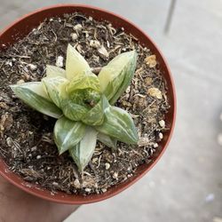 4” Variegated Hawhorthia