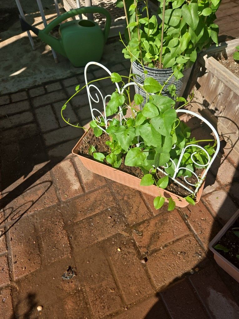 Insulin or Princess Viming Plants $10 To $25ea