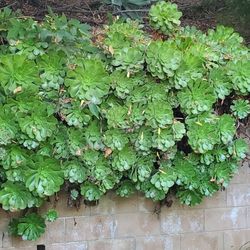 Gorgeous Succulant Plant Cuttings 