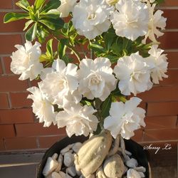 Desert Rose / $55-$75 , Rosa Del Desierto 