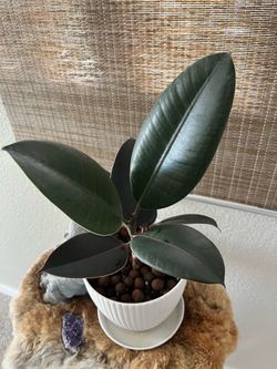 Rubber Tree (burgundy)