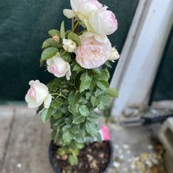 Eden Climber Rose White Flowers Plant, In 5 Gallons Pot Pick Up Only