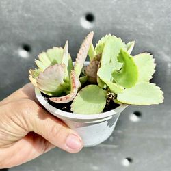 5 plants of mother of thousands plants for $5