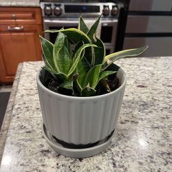 Mini Snakes Plant Sansevieria Real Plant And Pot 7"  Purifies house and bring positive and good energy to house and peace 