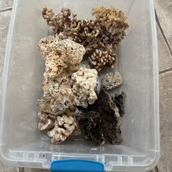 Fish Tank Coral For Sale