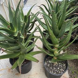 Aloe Plants 