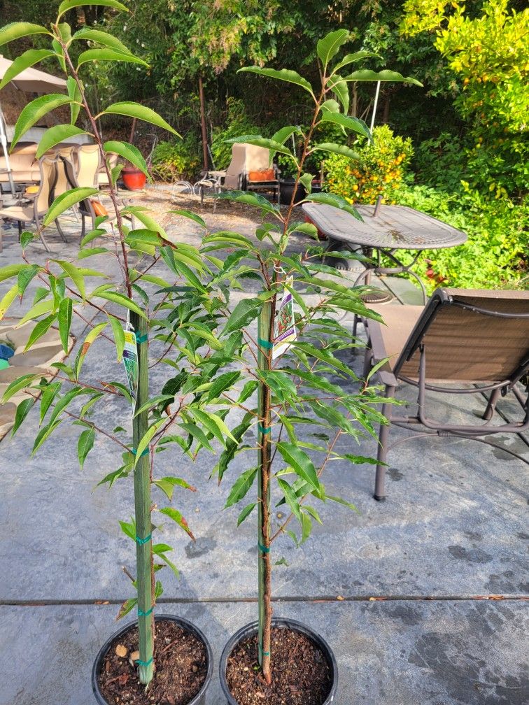 Mexican Capulin Cherry Tree