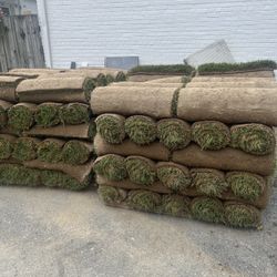 Fresh Sod Cut Every Mornig 