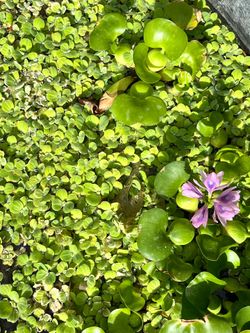 Pond Plants for sale All Year Round🧚‍♀️