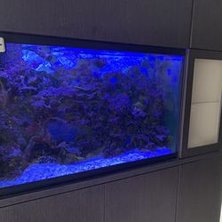 125 Gallon Saltwater Aquarium With Echo system Sump