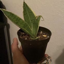 Snake Plant Night Owl