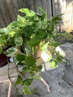 Easy-Care Indoor Plants for Sale