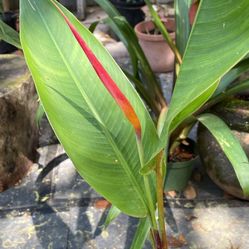 Parrot’s Beak - Just Beginning To Bloom