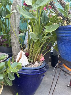 Masetas y plantas