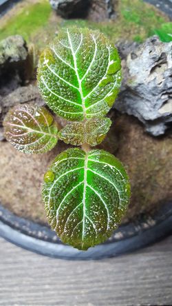 Home/Greenhouse subtropical