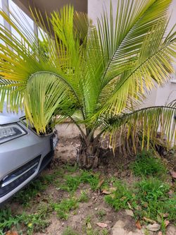 Palm Tree
