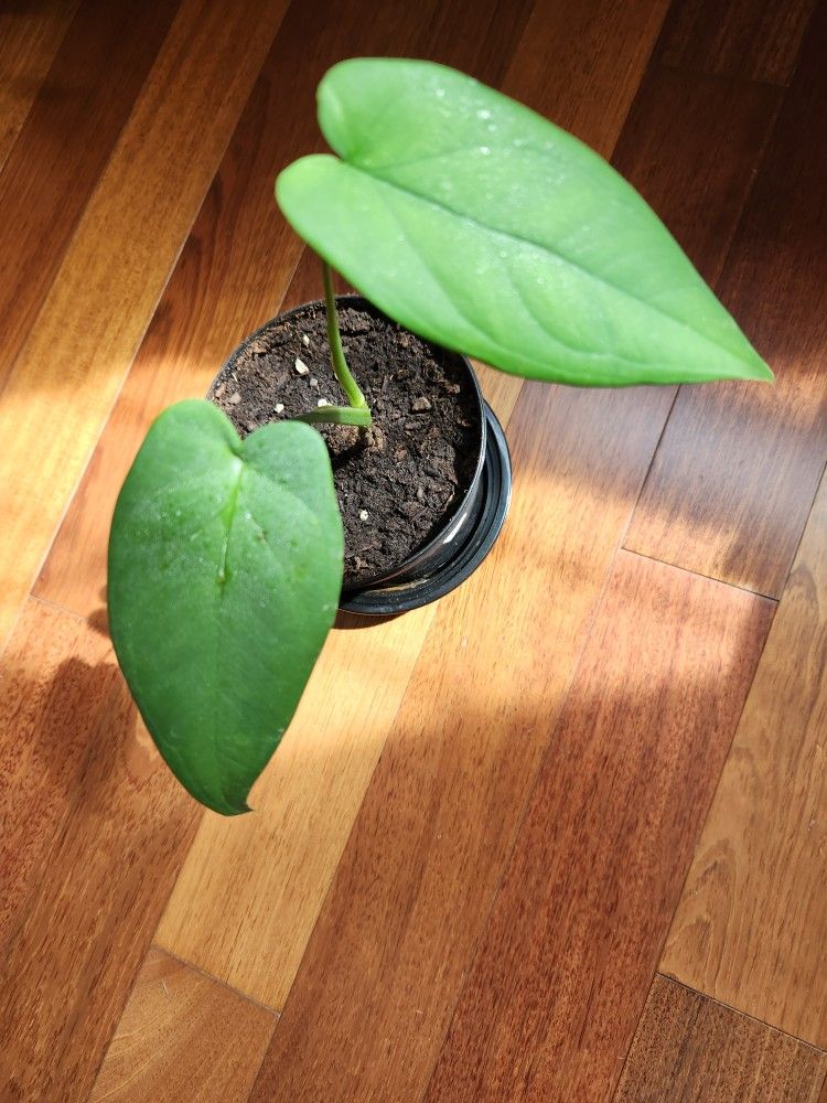 Heartleaf philodendron indoor plant