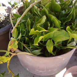 Creeping Charlie Plant In A Pot $13