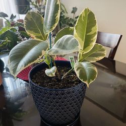 Ficus Tineke Rubber Plant