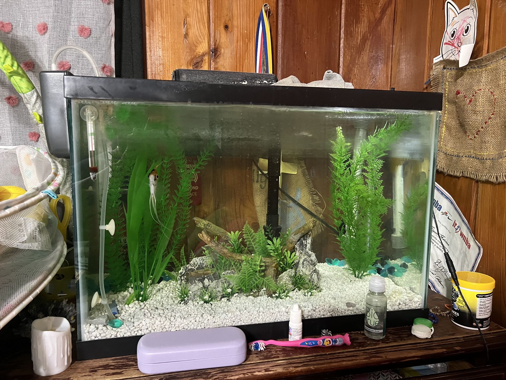 Fish Tank With Two Fishes
