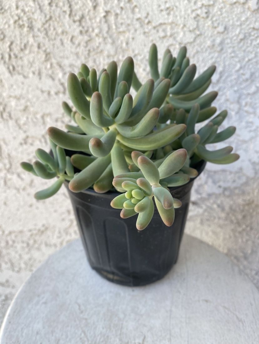 1 Gallon Pot Succulent Plant - Sedum Pachyphyllum Rose - Sedum Pachyphyllum Rose -Jelly Beans - Rooted & Established - Drought Resistant - 🪴