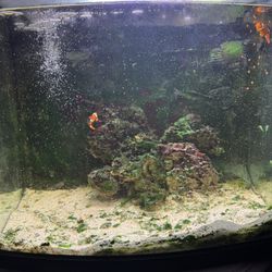 25gal Salt Water Fish Tank