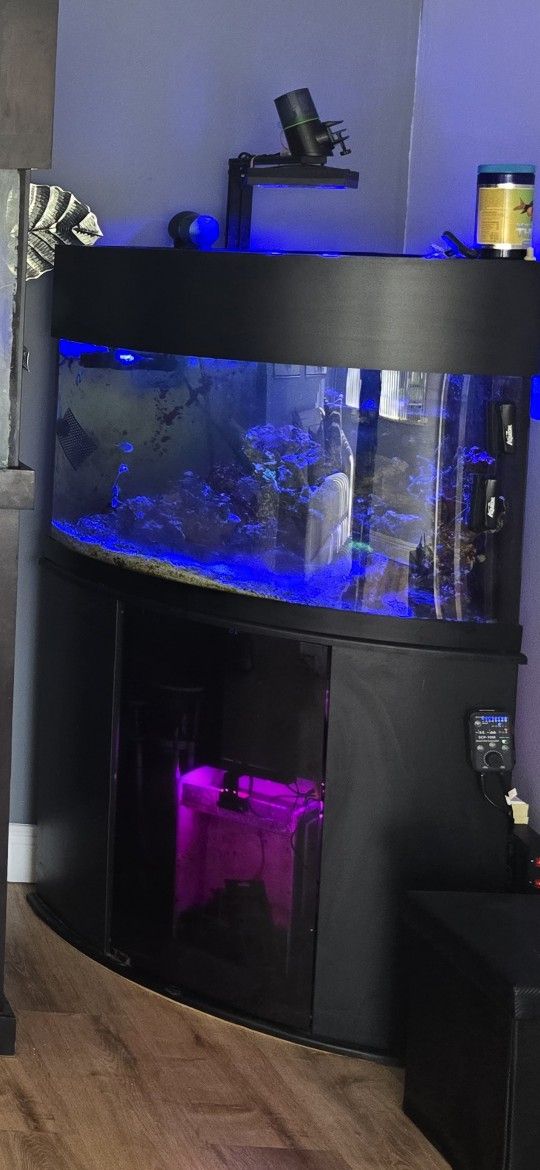 55 Corner Aquarium