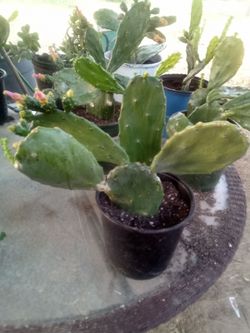 Large Blooming Prickly Pear Cactus in Pot – Rare Variety, Actively Flowering!