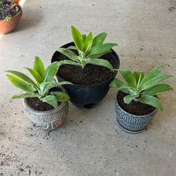 Foxtail Agave Plants