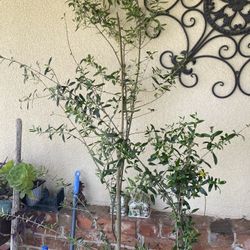 Olive Tree 7 Foot Tall $50  2 Planted In One Pot