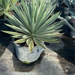 Caribbean Agave - 7gl