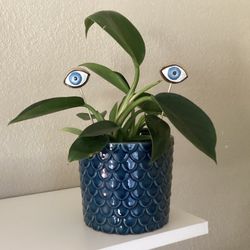 House Plants 