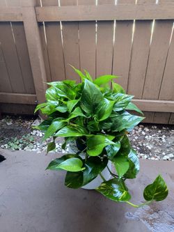 1-6"- phothos