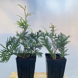 10 Plants Green Giant Arbovitae 7” Tall