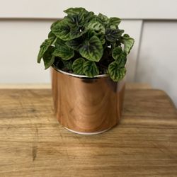 Emerald Ripple Peperomia
