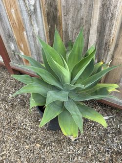 Agave Attenuata