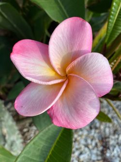 Plumeria plants very healthy multiple colors