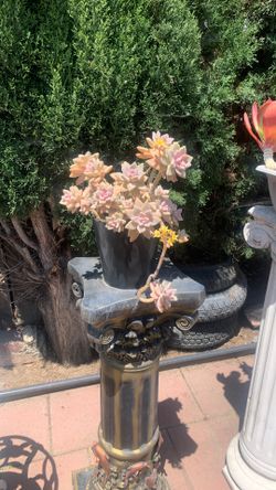 Ghost Plant Succulent In medium Black Ceramic Pot 🪴 