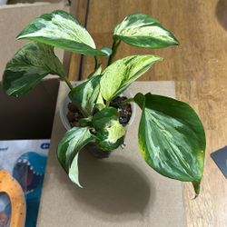 Manjula Pothos Multiple Plants In Pot