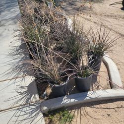Red Yucca Plants For Sale