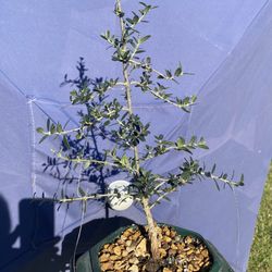 Bonsai Olive Plants $40 Each