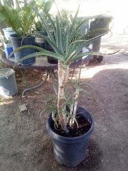 Large Tree Aloe
¡Gran Aloe de Árbol