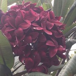 Burgundy  Plumerias Plants