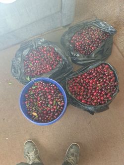 Buckets/botes cherries