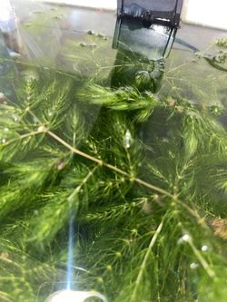 Hornwort Plant