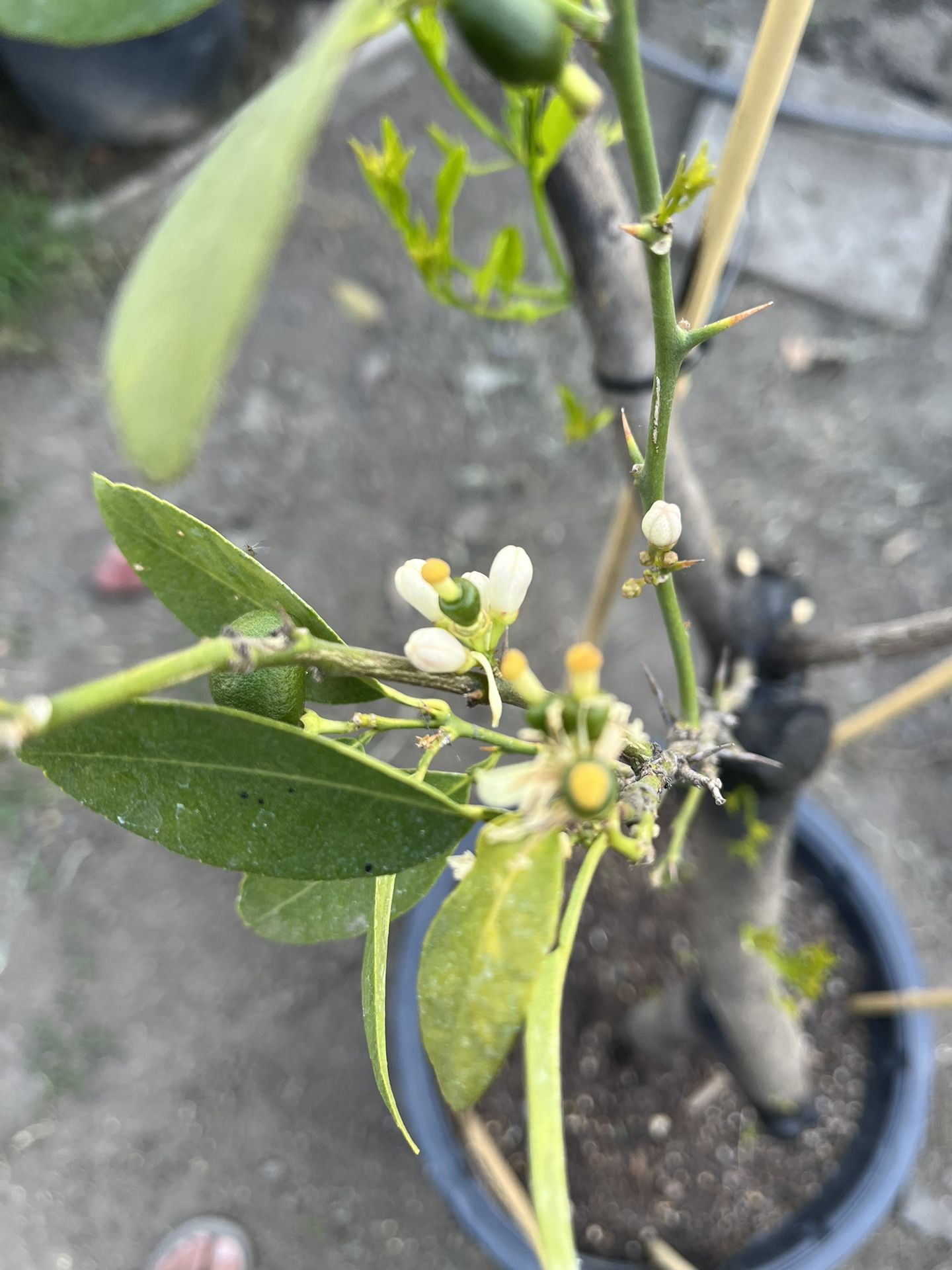 Lemon Tree Mexican Lemon