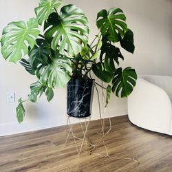 Monstera 