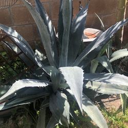 Maguey