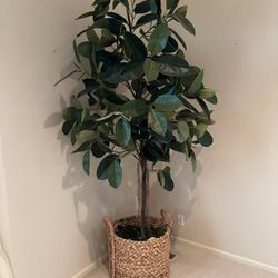 georgous artificial realistic ficus elastica, rubber tree with round woven basket 8 feet of height